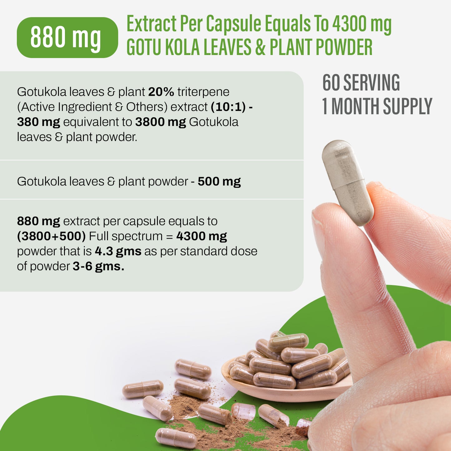Gotu kola Capsules – Centella Asiatica - 20% triterpene - Extract Ratio 10:1 - 60 Vege Capsules - 880 mg each