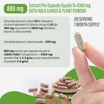 Gotu kola Capsules – Centella Asiatica - 20% triterpene - Extract Ratio 10:1 - 60 Vege Capsules - 880 mg each