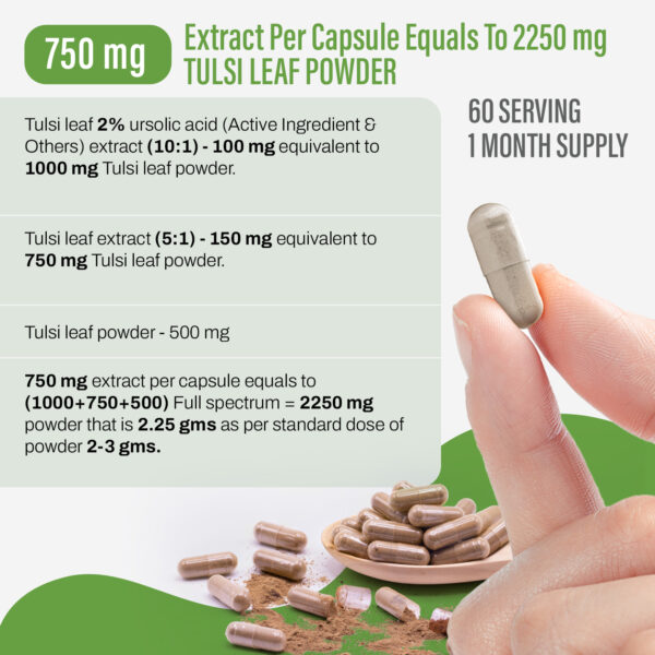 Tulsi Capsules – Ocimum Sanctum - 2% ursolic acid - Extract Ratio 10:1 - 60 Vege Capsules - 750 mg each