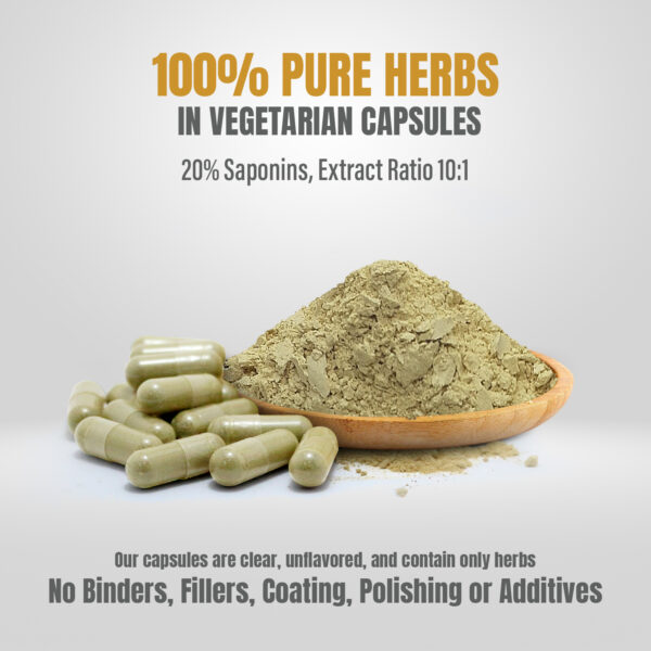 bnr5_fenugreek_60Caps Fenugreek Capsules (Trigonellafoenum Graecum) - 20% Saponins - Extract Ratio 10:1 - 60 Vege Capsules - 800 mg each