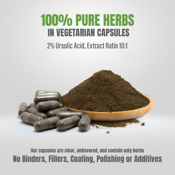 Tulsi Capsules – Ocimum Sanctum - 2% ursolic acid - Extract Ratio 10:1 - 60 Vege Capsules - 750 mg each