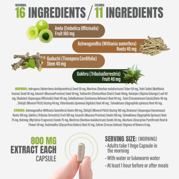 bnr2_vigor-forte_42Caps Vigor Forte Capsules - Ayurvedic Herbal Supplement – Combination Pack (2 Bottles) Morning Strength: 42 Capsules, 800 mg each & Evening Strength 42 Veg Capsules, 800 mg each